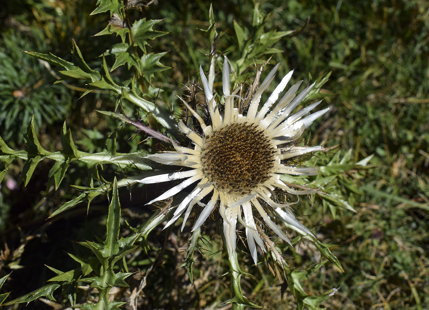 Image of Carlina acaulis ssp. caulescens specimen.