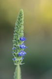 Salvia hispanica