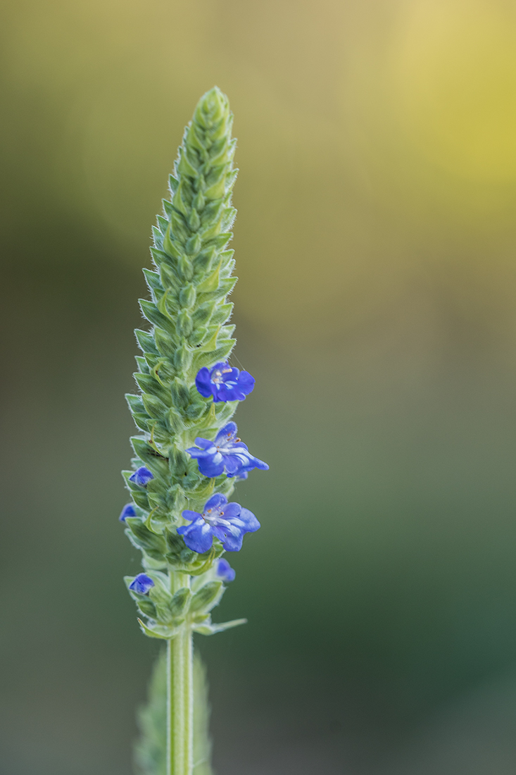 Image of Salvia hispanica specimen.