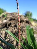 Paspalum thunbergii