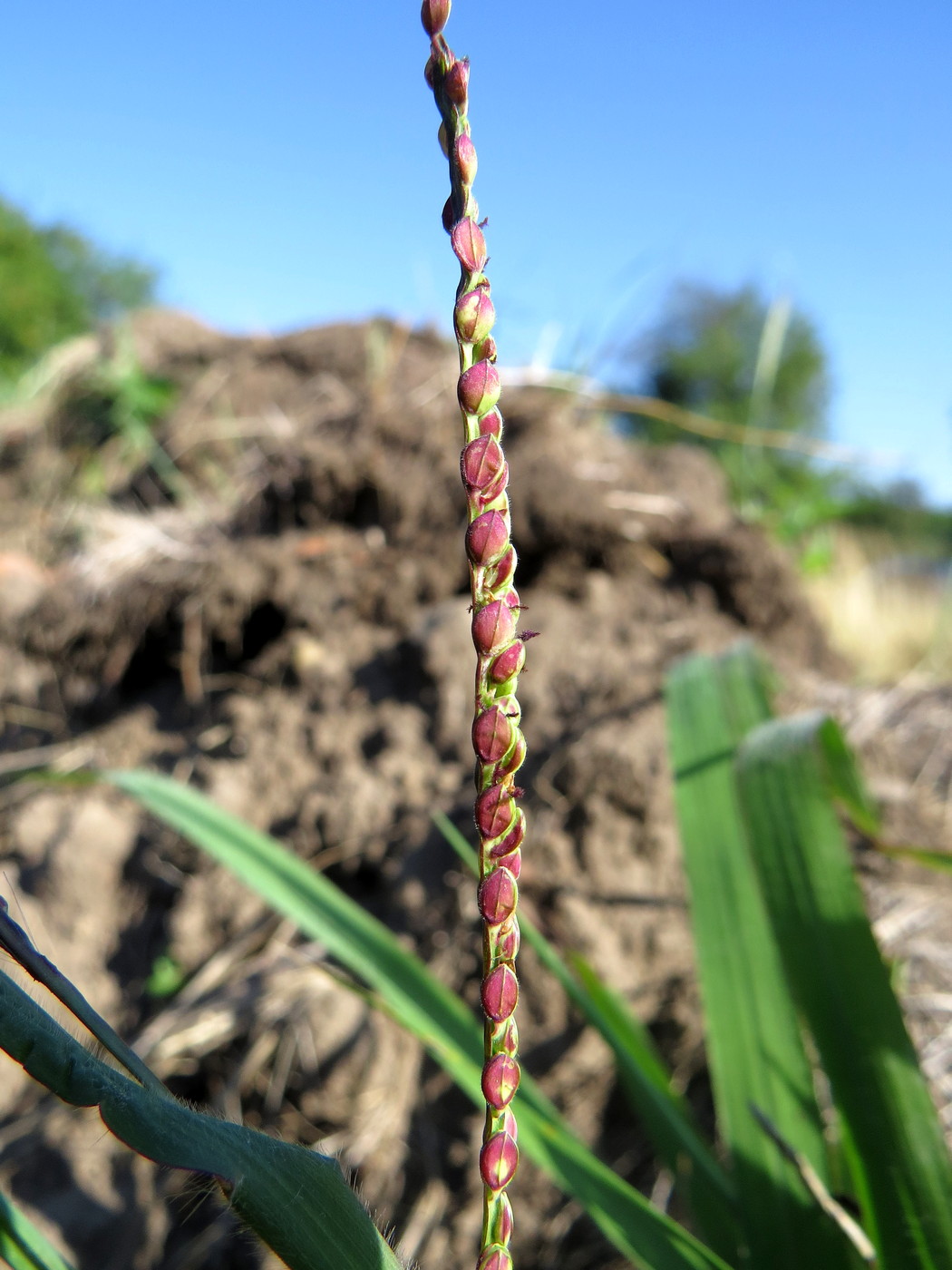 Изображение особи Paspalum thunbergii.