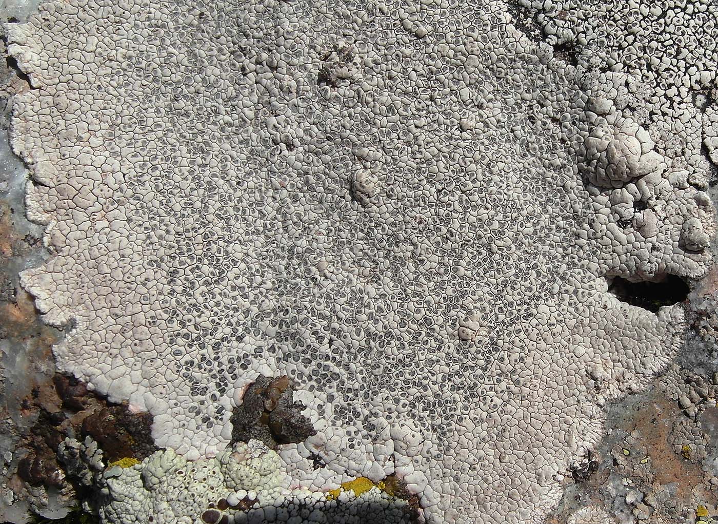 Image of Aspicilia thjanschanica specimen.