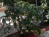 Brugmansia arborea