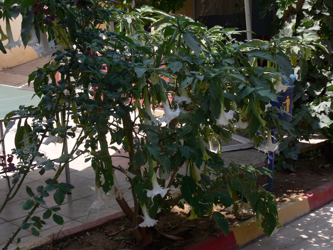 Image of Brugmansia arborea specimen.