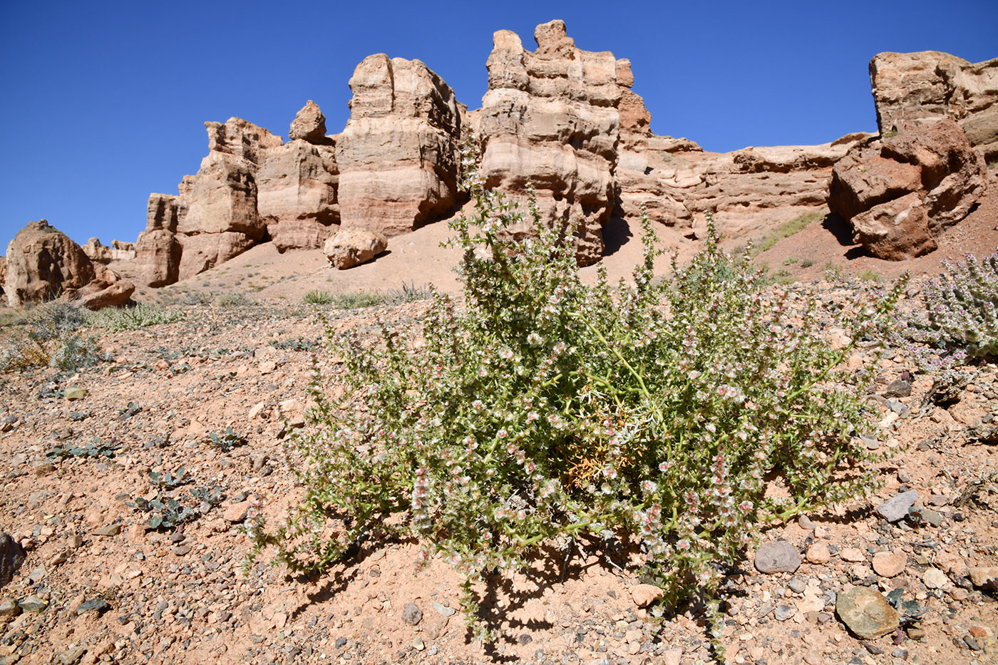 Image of Salsola tragus specimen.