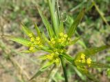 Bupleurum odontites