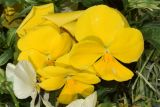 Viola wittrockiana