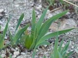 Iris pumila