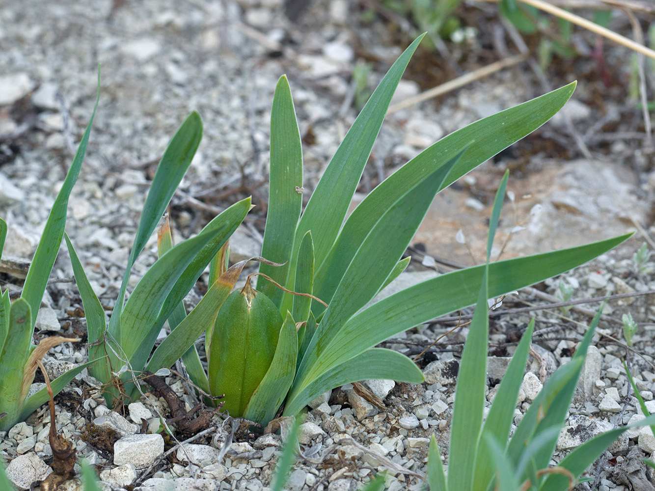 Изображение особи Iris pumila.