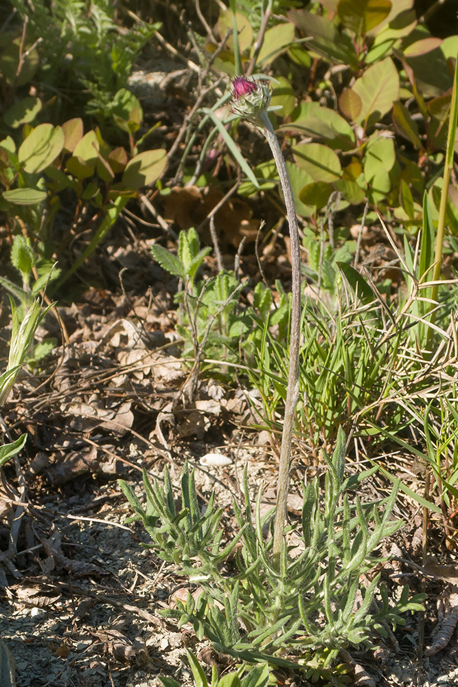 Image of Jurinea blanda specimen.