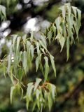 Смотреть изображение род Brachychiton