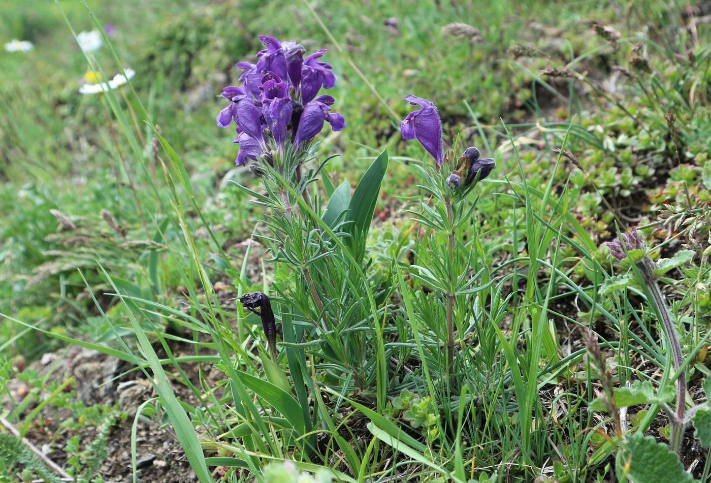 Изображение особи Dracocephalum austriacum.