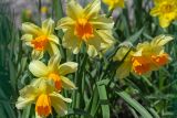 genus Narcissus