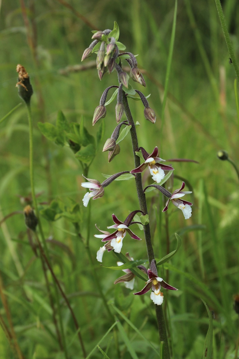 Image of Epipactis palustris specimen.