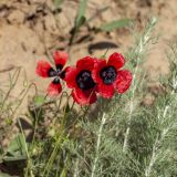 род Papaver