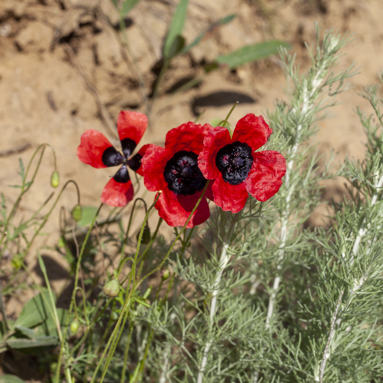 Изображение особи род Papaver.