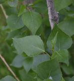 genus Populus. Листья. Турция, ил Ван, рядом с водопадом Мурадие, левый берег р. Бендимахи, роща. 20 мая 2025 г.