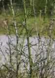 Scrophularia подвид crithmifolia