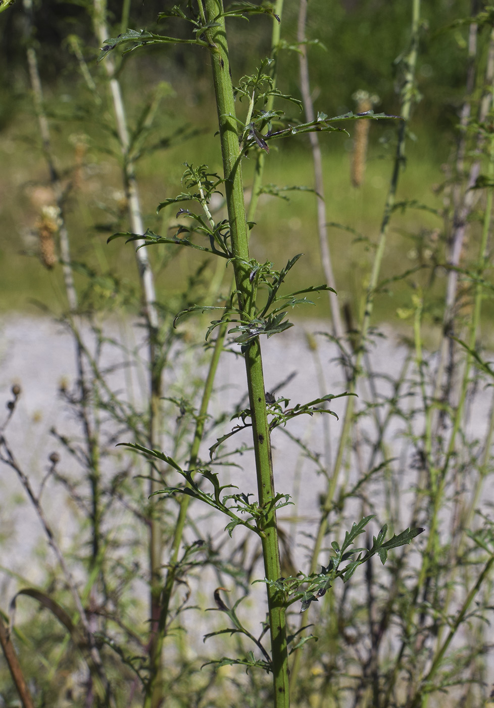 Image of Scrophularia canina ssp. crithmifolia specimen.