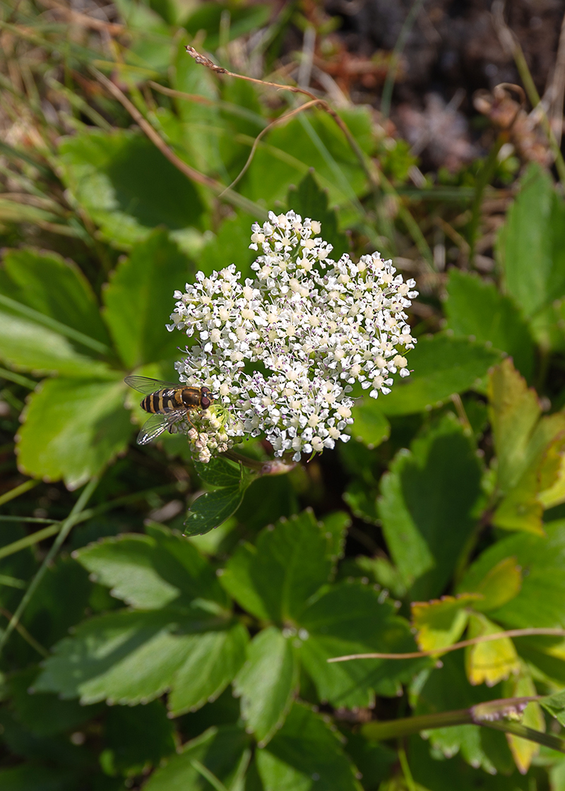 Image of Ligusticum scoticum specimen.
