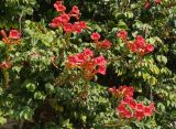 Campsis radicans. Побеги с соцветиями. Волгоград, Красноармейский р-н, улица Кольцова. 07.09.2025.