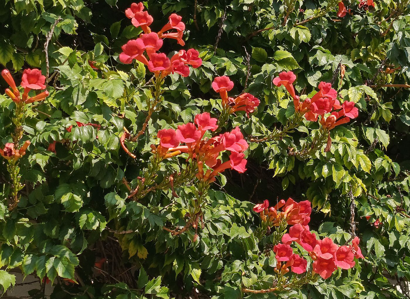 Изображение особи Campsis radicans.