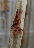 Populus balsamifera. Покоящаяся почка. Чувашия, г. Шумерля, промзона. 5 апреля 2011 г.