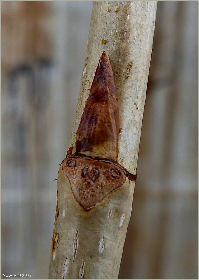 Image of Populus balsamifera specimen.