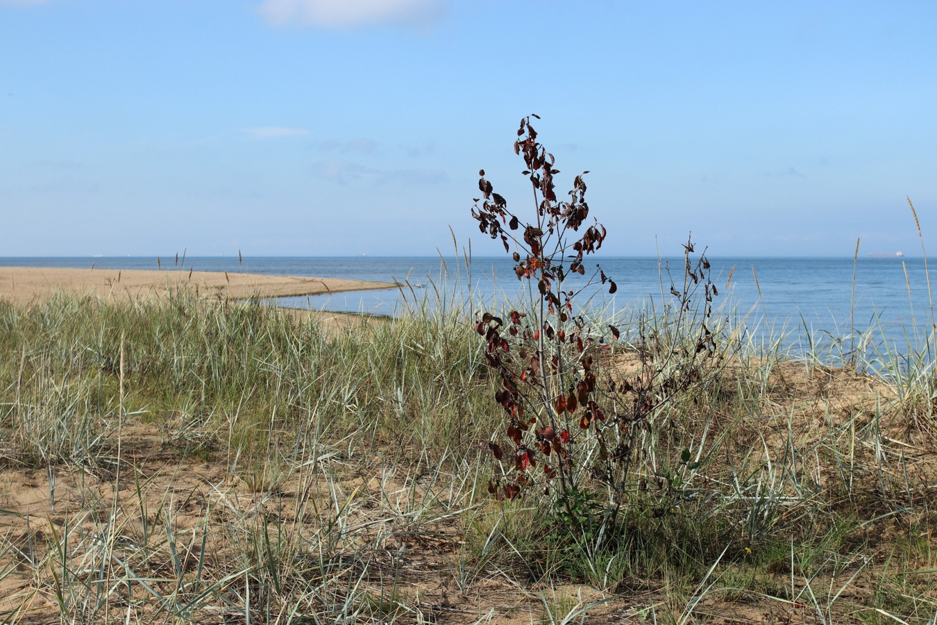 Изображение особи Frangula alnus.