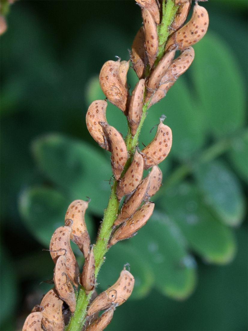 Изображение особи Amorpha fruticosa.