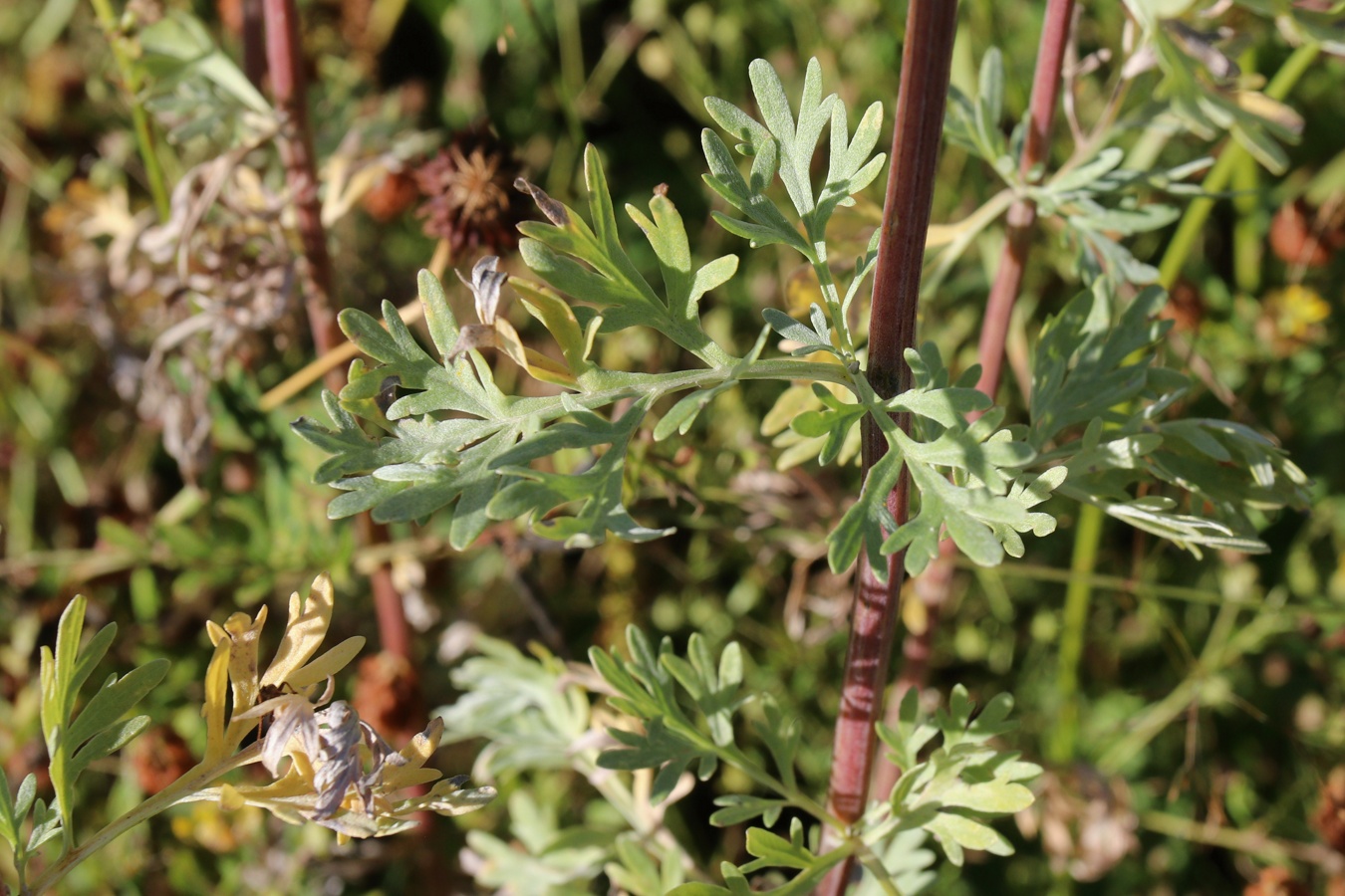 Image of Artemisia absinthium specimen.