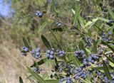 Phillyrea angustifolia. Верхушка веточки с соплодиями. Испания, Каталония, пров. Жирона, комарка Баш Эмпорда, муниципалитет Калонже, в подлеске дубово-соснового леса, обочина лесной дороги. 27.10.2025.