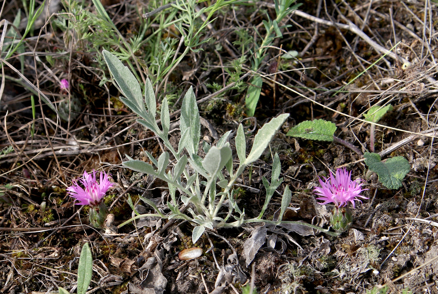 Image of Psephellus sumensis specimen.