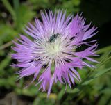 genus Psephellus. Соцветие со спаривающимися Oedemera lurida. Абхазия, Гагрский р-н, 1800 м н.у.м., каменистый субальпийский луг. 12.06.2025.