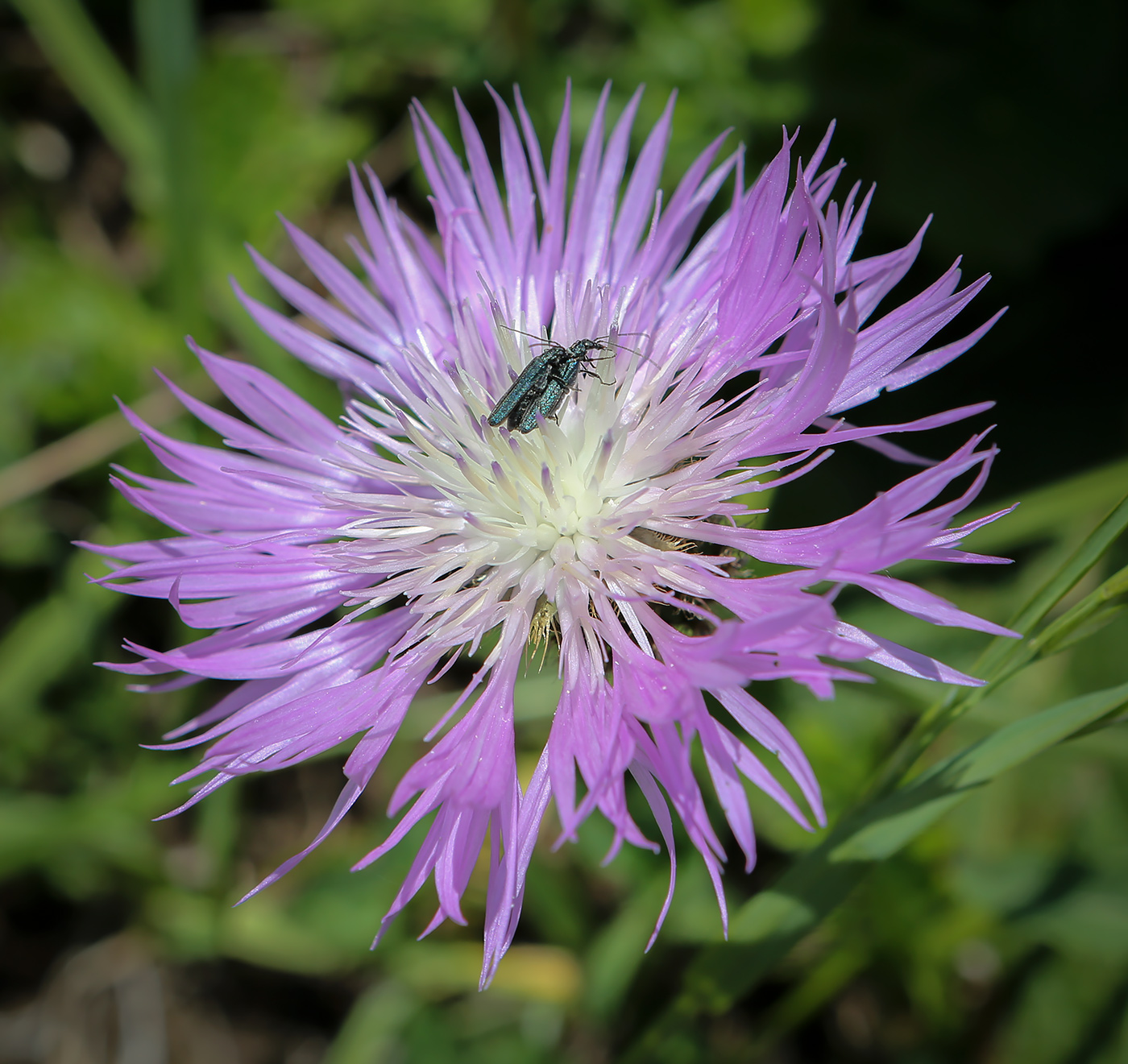 Image of Psephellus abchasicus specimen.
