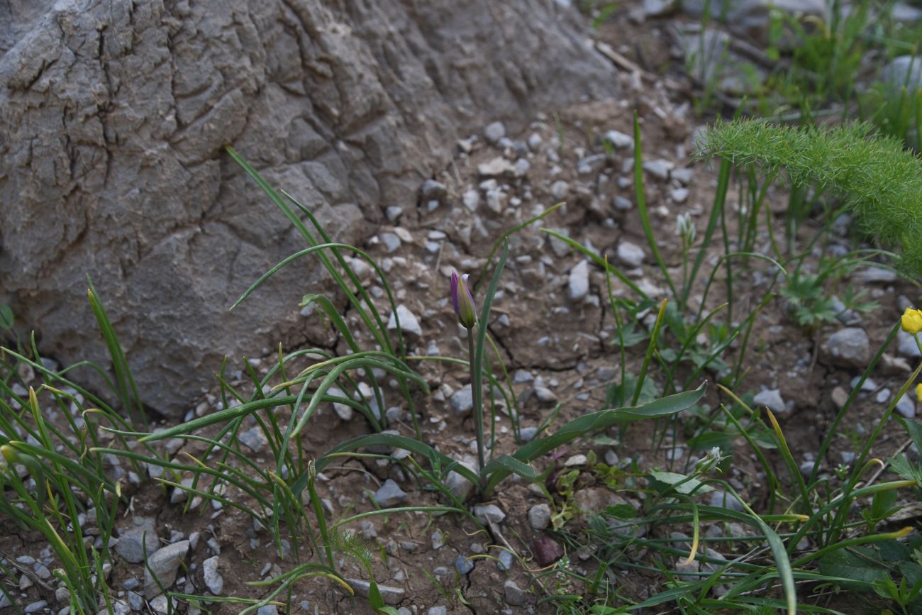 Image of Tulipa humilis specimen.