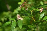 Sorbus sambucifolia. Ветка с соцветиями и листьями. Камчатский край, Мильковский р-н, пр. борт дол. р. Ср. Авача, ≈ 830 м н.у.м., поросший ольховником склон сопки. 03.07.2025.
