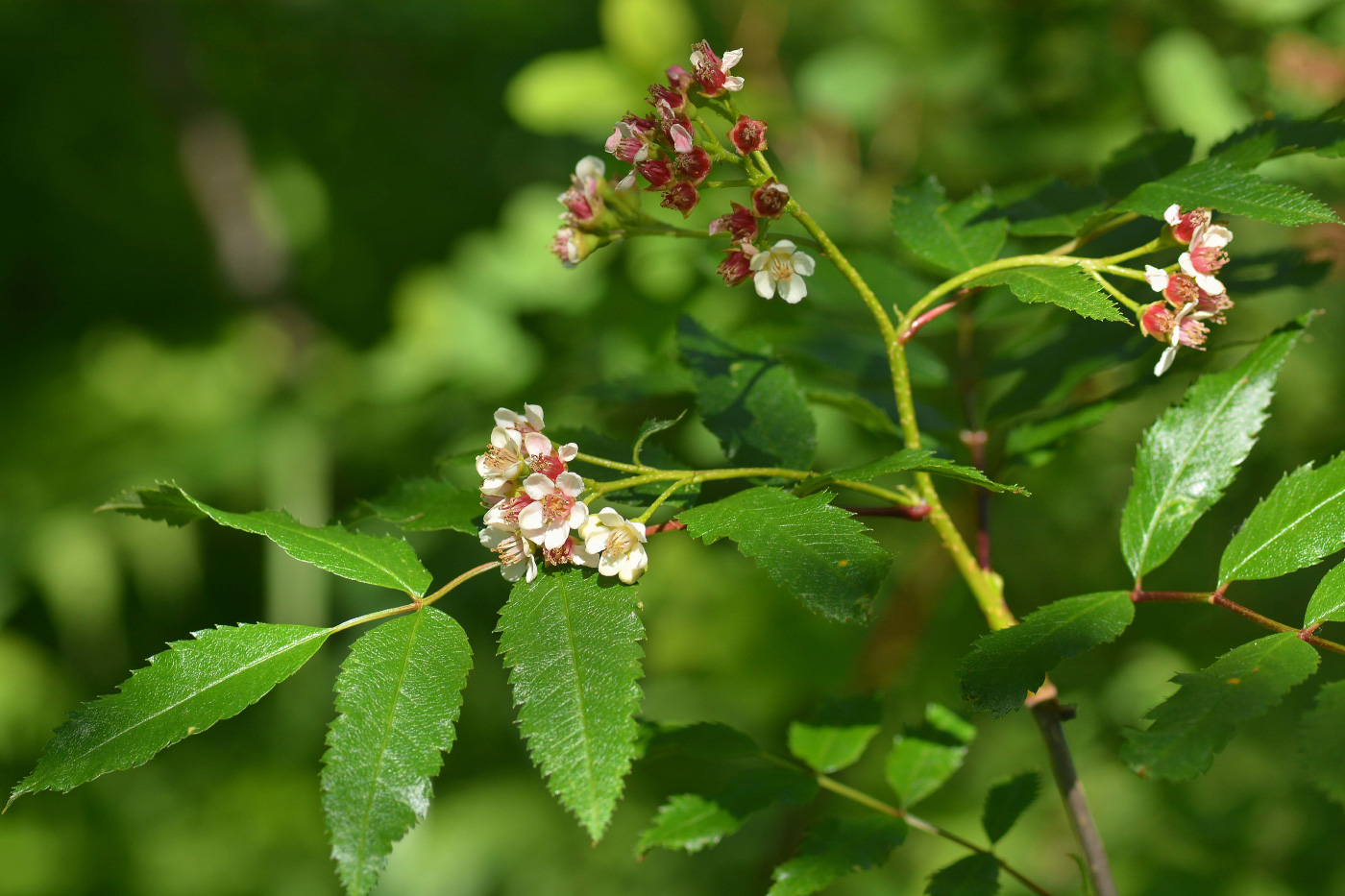 Изображение особи Sorbus sambucifolia.