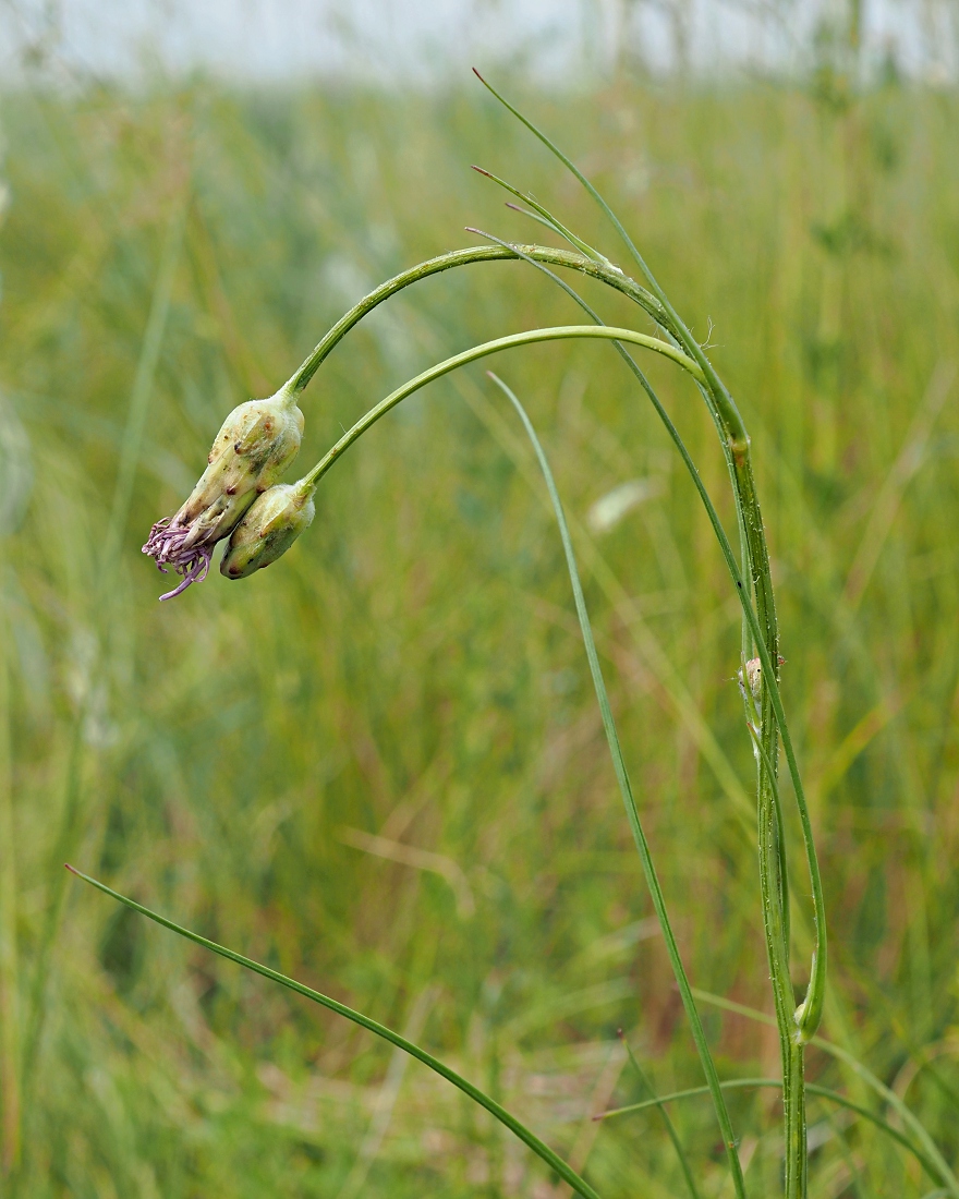 Image of Scorzonera purpurea specimen.