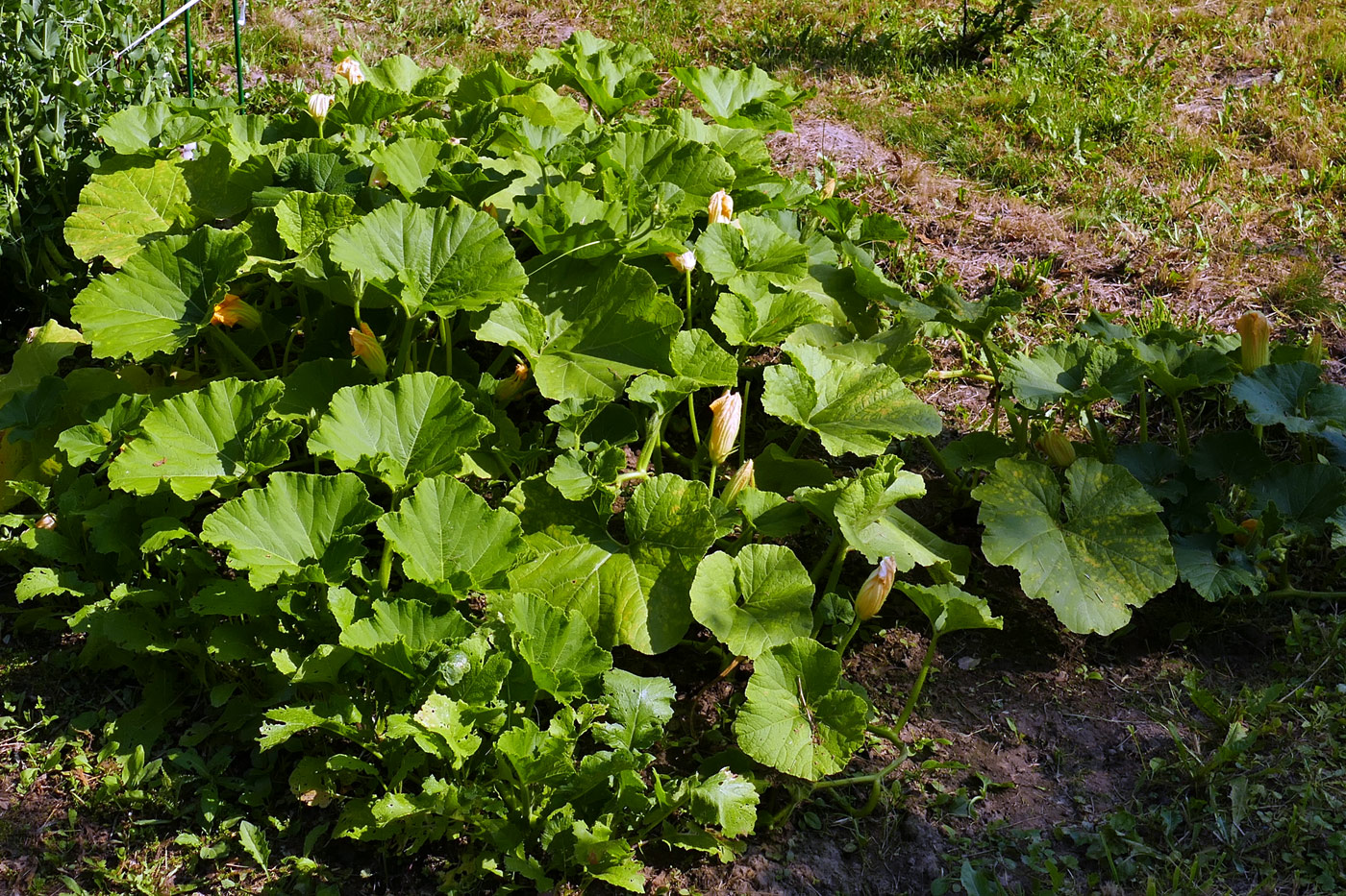 Изображение особи Cucurbita pepo.