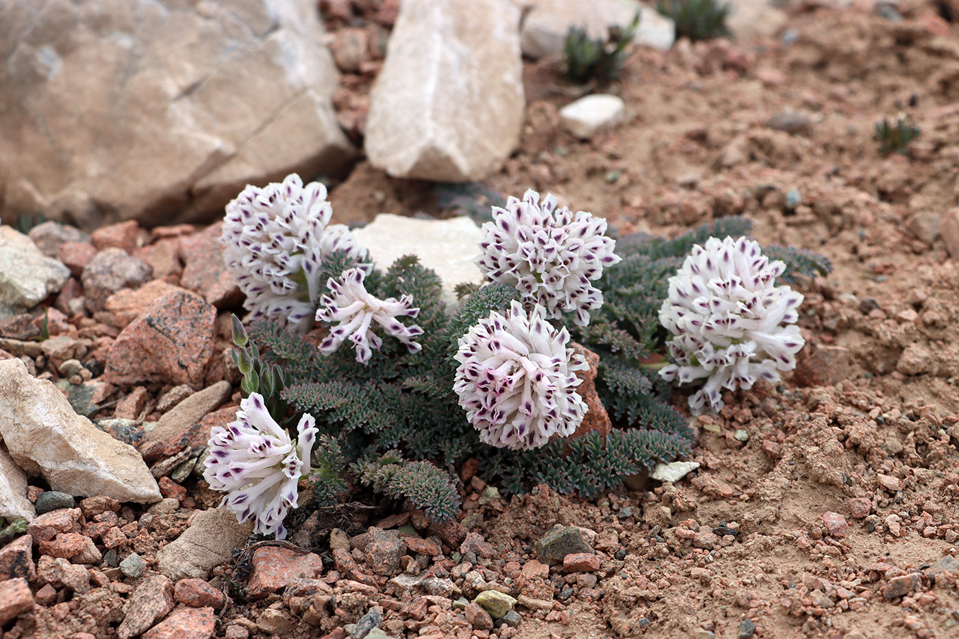 Image of Cysticorydalis fedtschenkoana specimen.