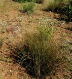 Juncus effusus. Плодоносящие растения. ЮАР, пров. Гаутенг, пригород Киблер Парк (Kibler Park), природный запов. \"Клиприверсберг\" (Klipriviersberg Nature Reserve), залежь на границе усадебной части, в культуре. 20.01.2025.