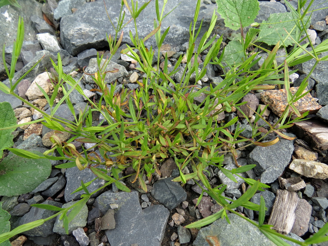 Image of Stellaria graminea specimen.