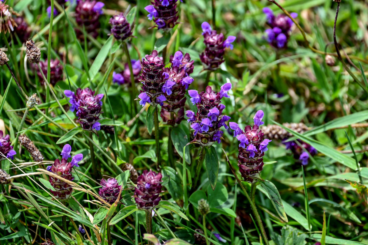 Изображение особи Prunella vulgaris.