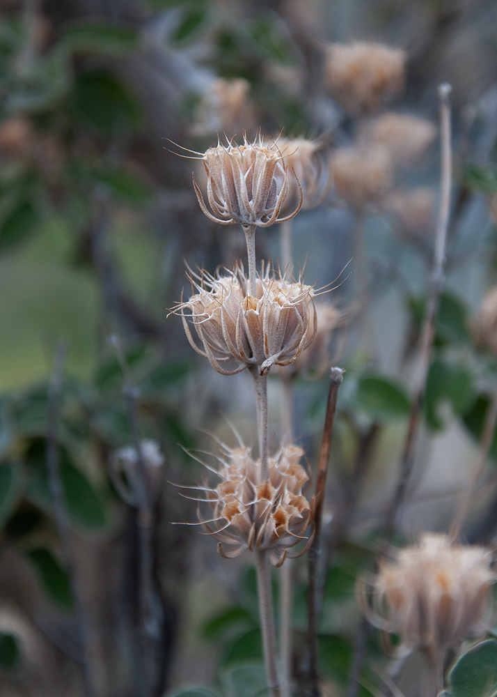 Image of Phlomis chimerae specimen.
