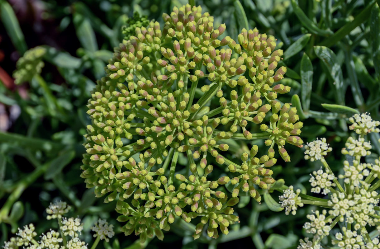 Image of Crithmum maritimum specimen.