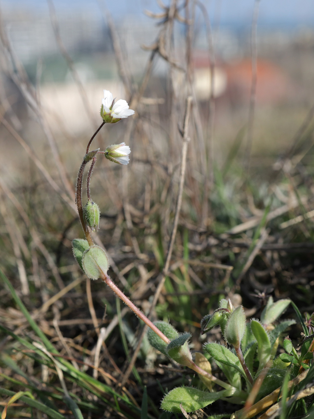 Изображение особи Holosteum umbellatum.