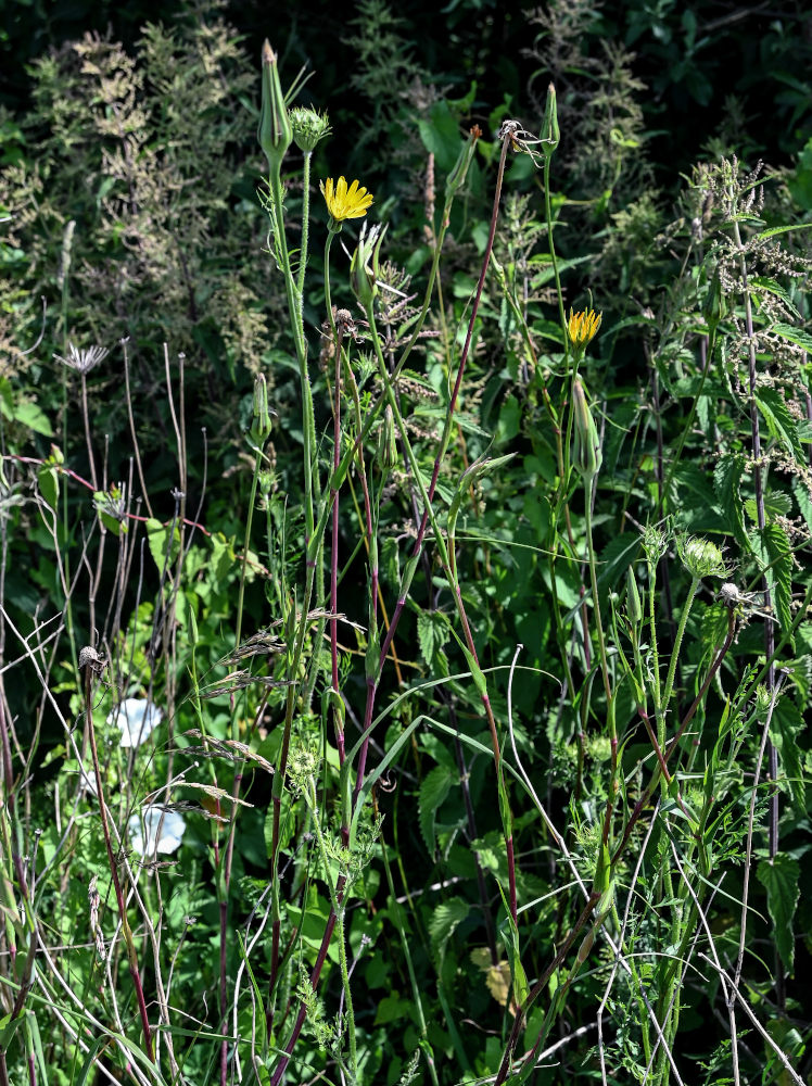 Изображение особи род Tragopogon.