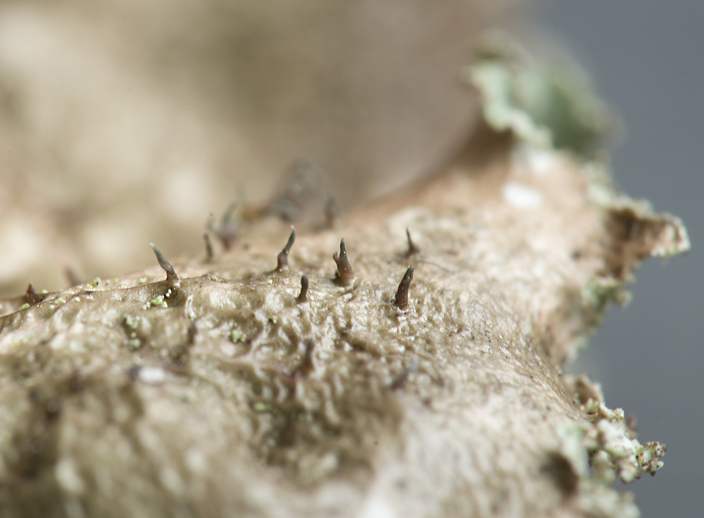 Image of Platismatia glauca specimen.