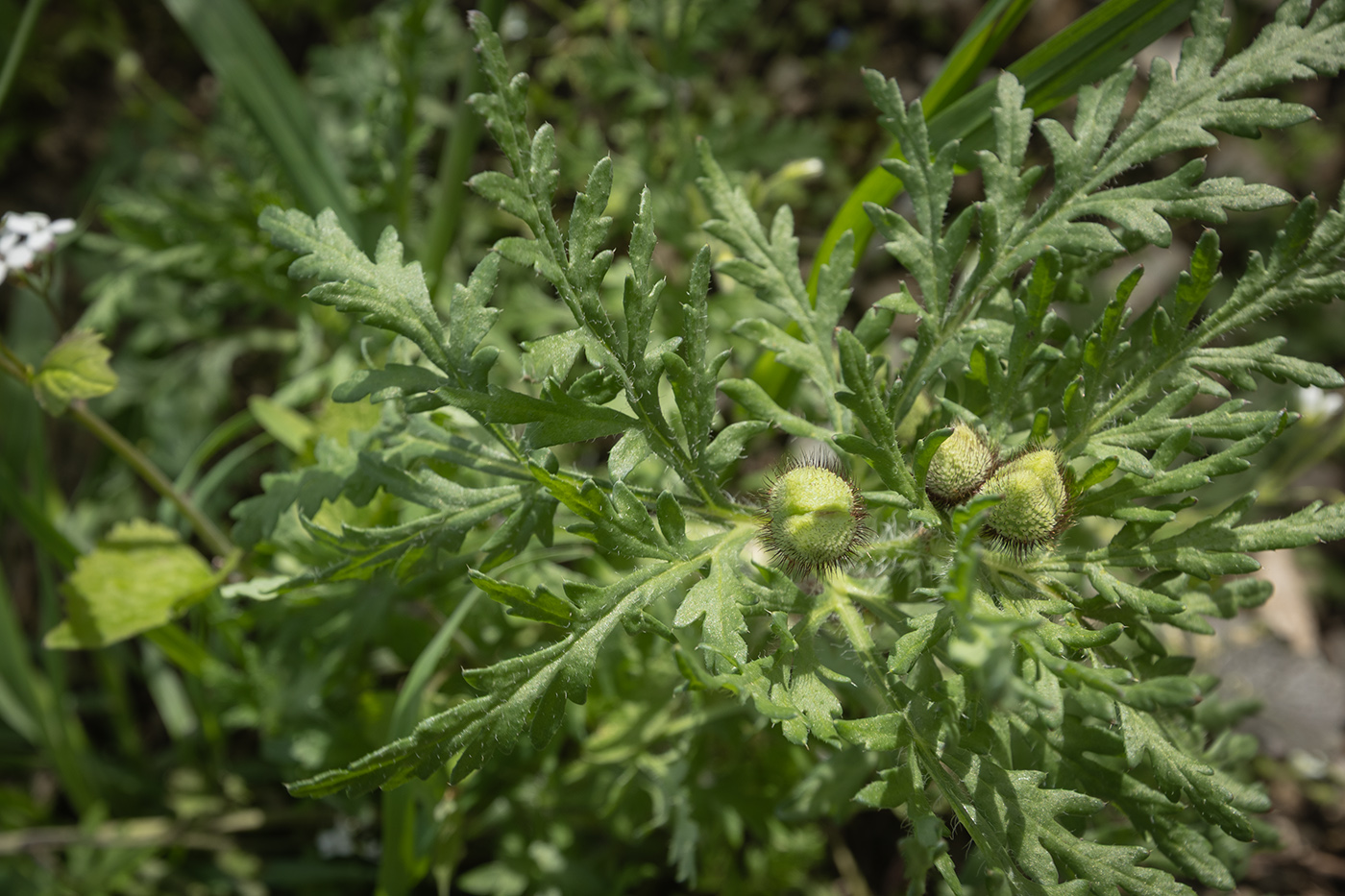 Image of familia Papaveraceae specimen.